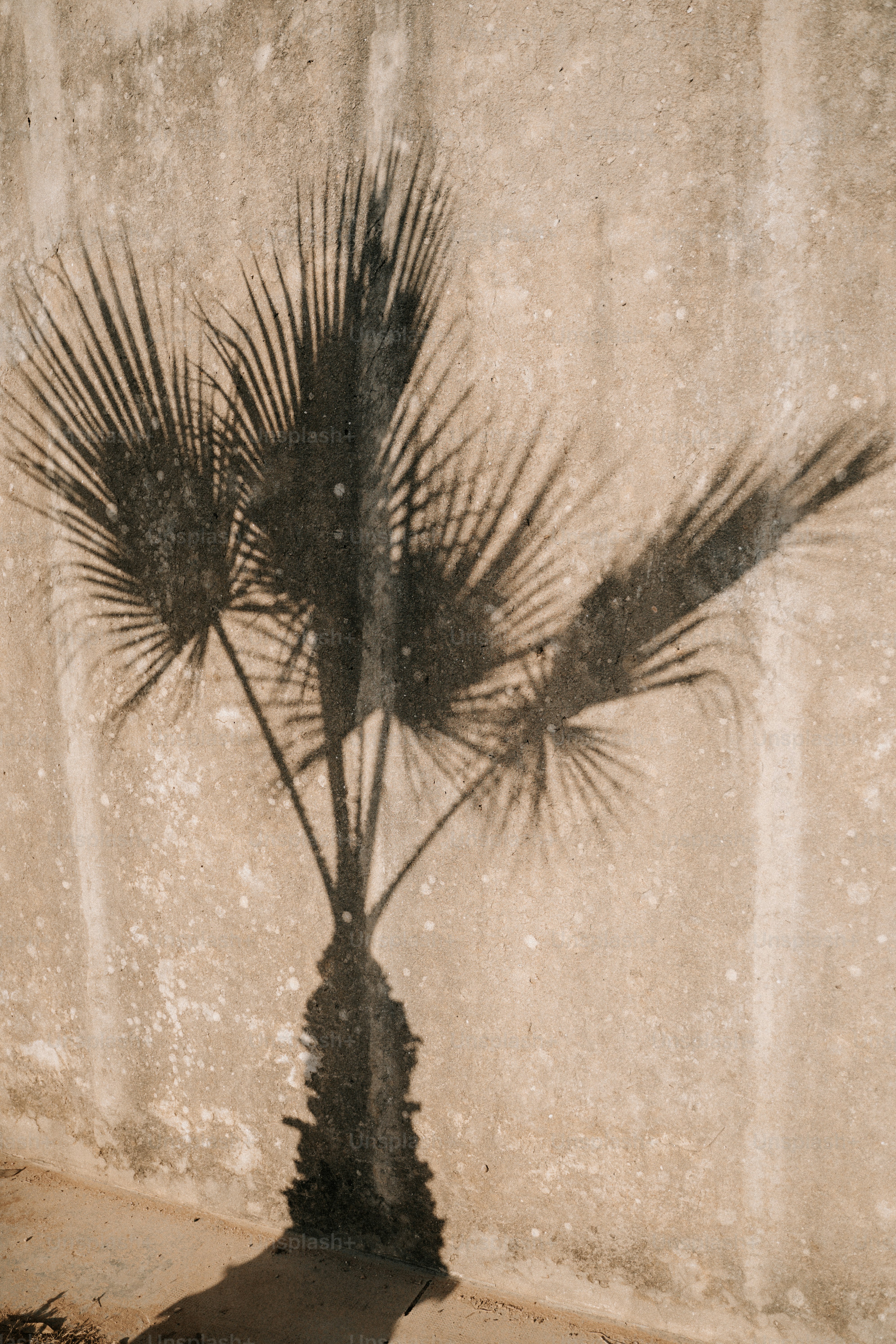 a shadow of a palm tree on a wall