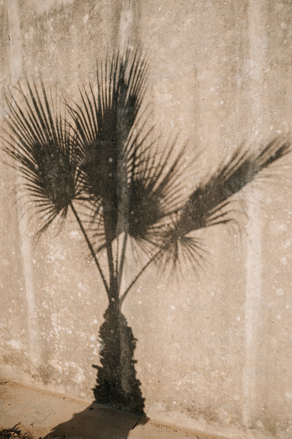 a shadow of a palm tree on a wall