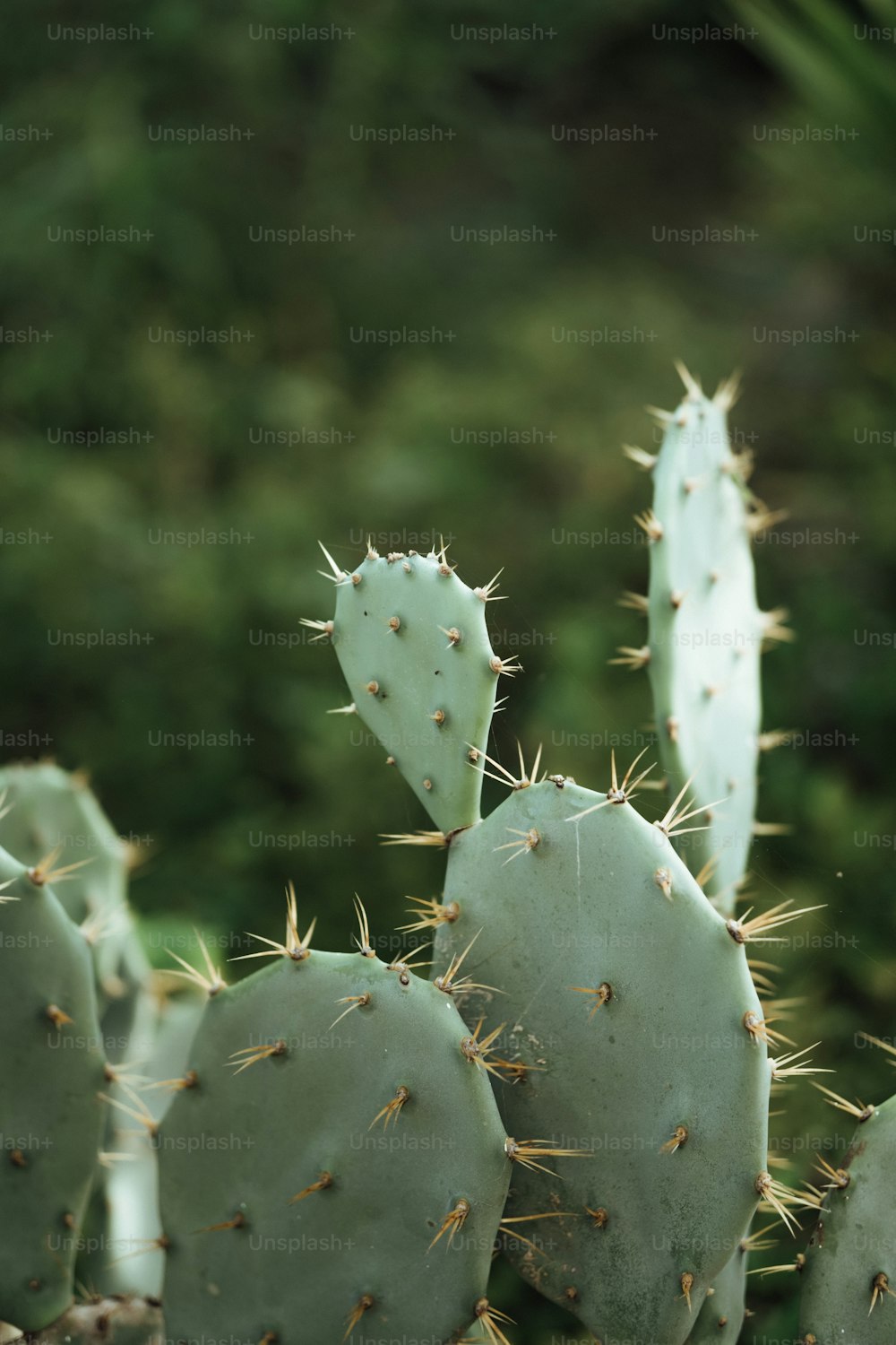 Eine Nahaufnahme einer Kaktuspflanze mit verschwommenem Hintergrund