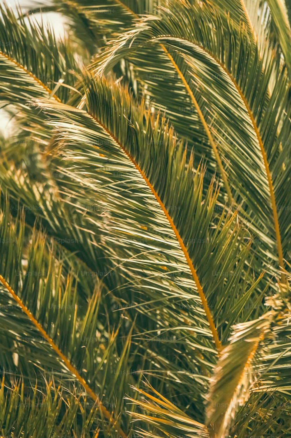 a bird is perched on a palm tree