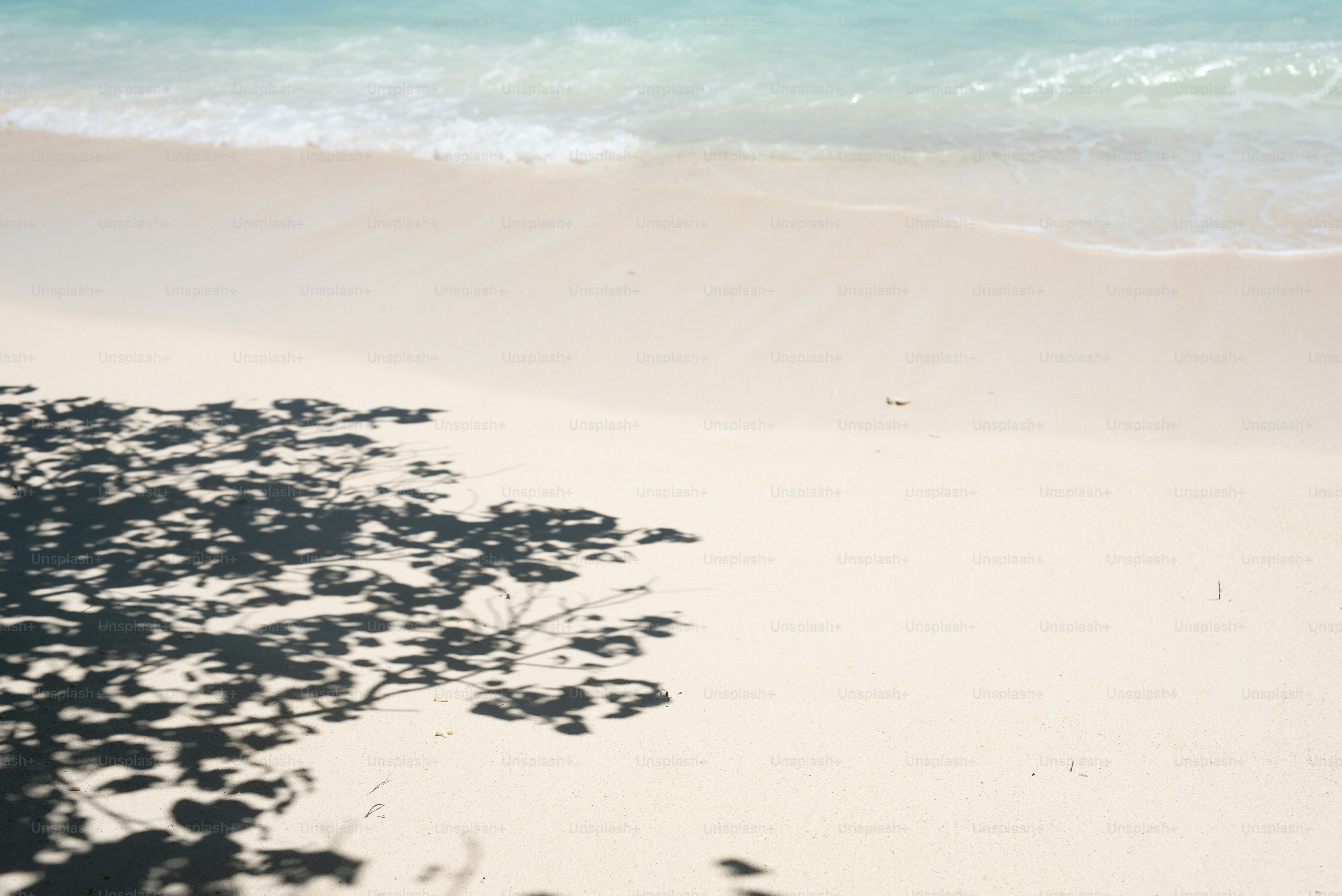 a shadow of a tree on a beach