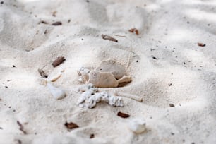 모래 해변에 작은 모래 게