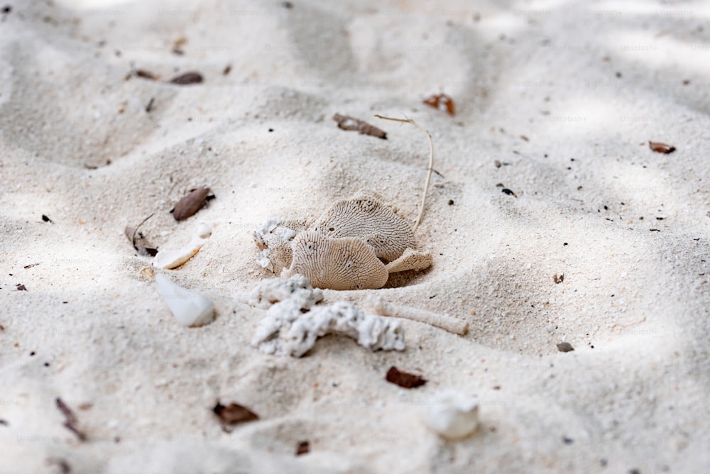 a small sand crab on a sandy beach