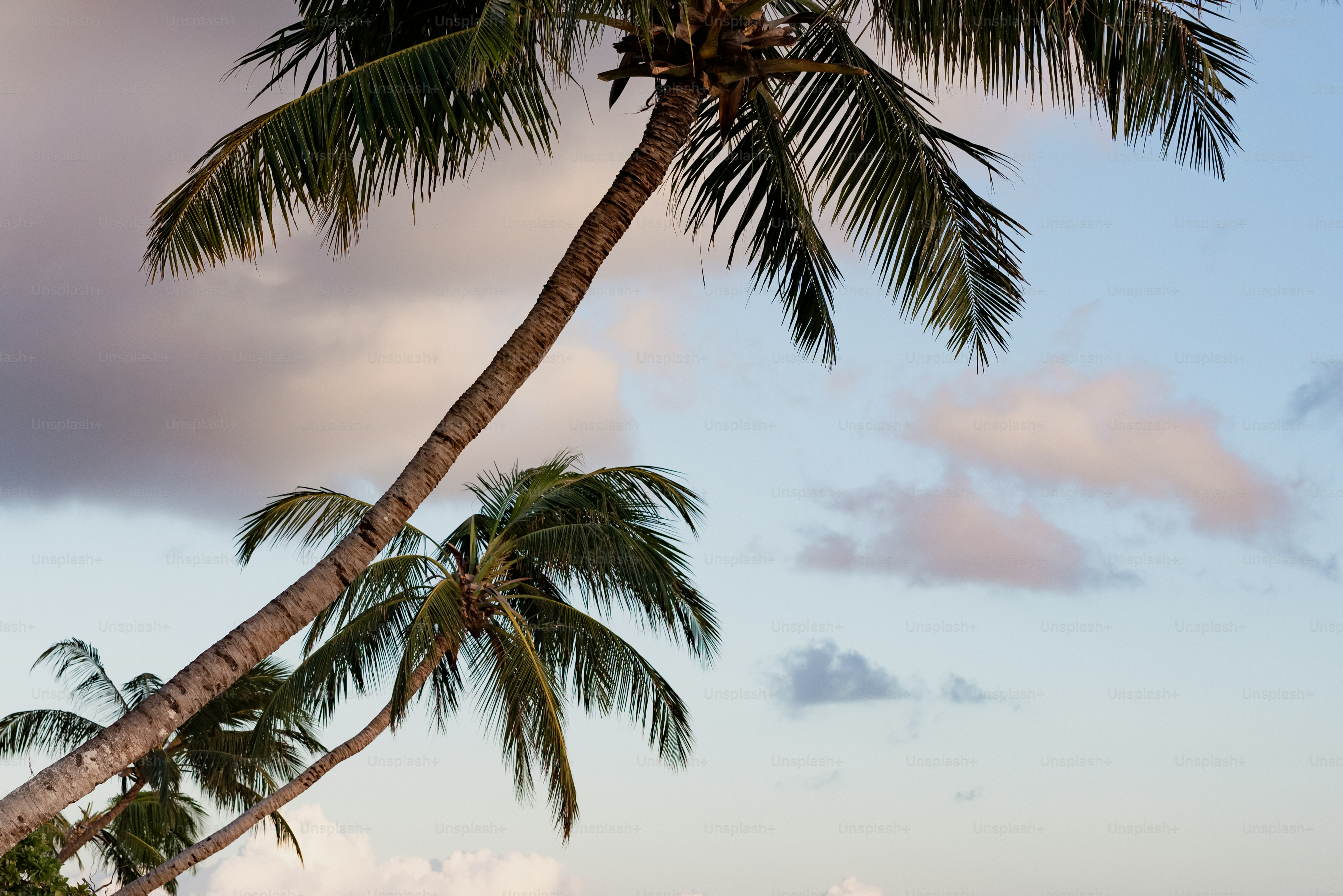 Ein paar Palmen sitzen nebeneinander