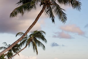 a couple of palm trees sitting next to each other