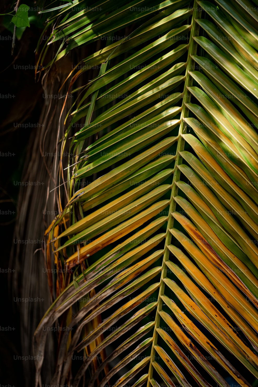 uma visão de perto das folhas de uma palmeira
