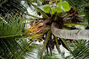 a close up of a palm tree with lots of leaves