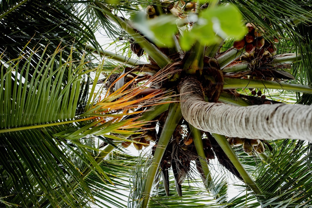 Eine Nahaufnahme einer Palme mit vielen Blättern