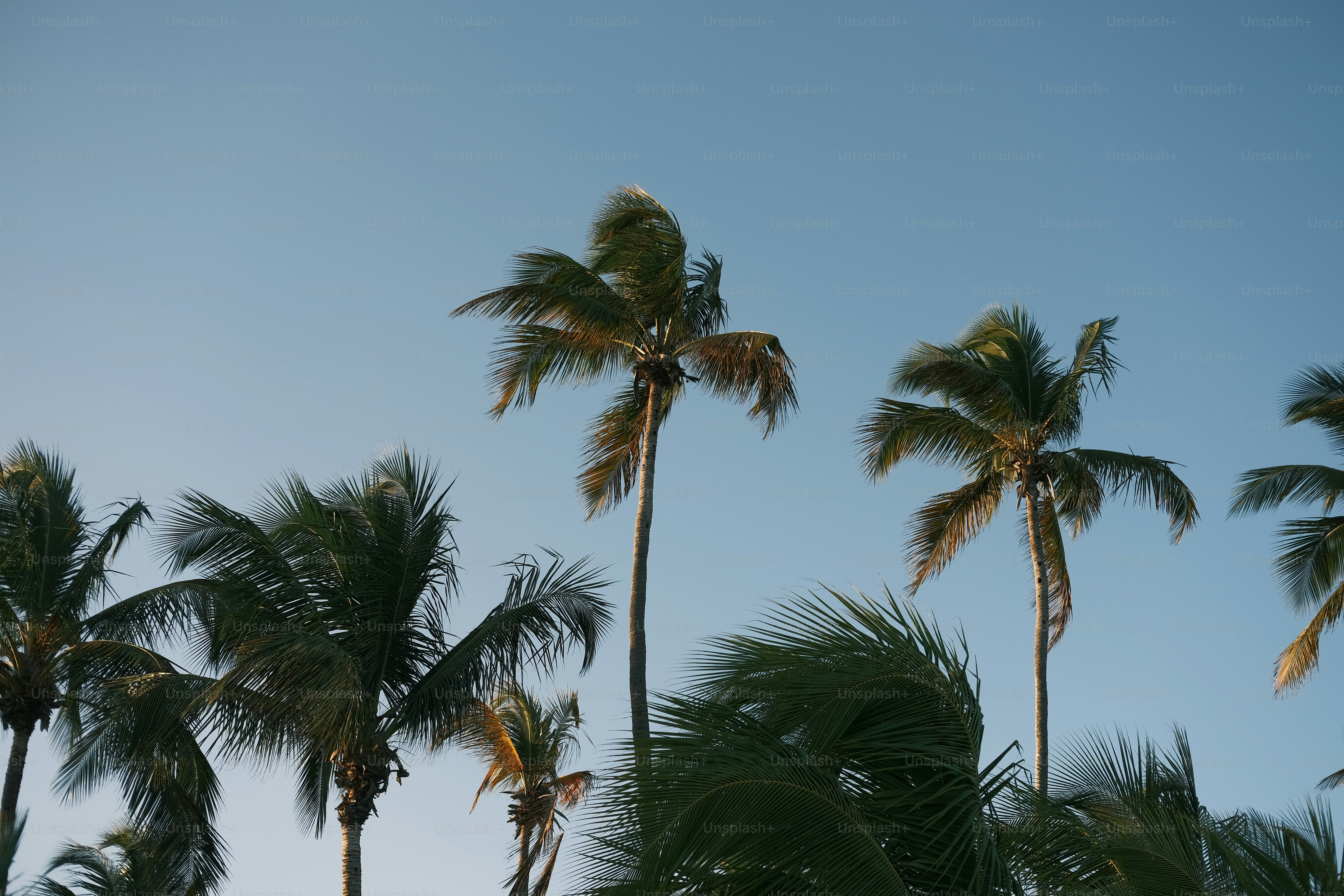 a group of palm trees against a blue sky