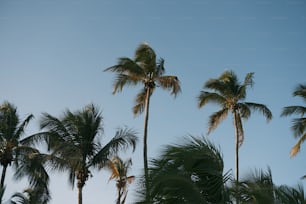 a group of palm trees against a blue sky