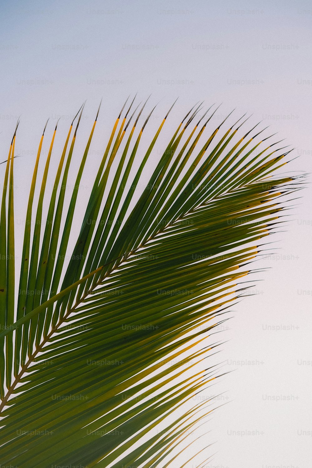 um close up de uma folha de palmeira contra um céu azul