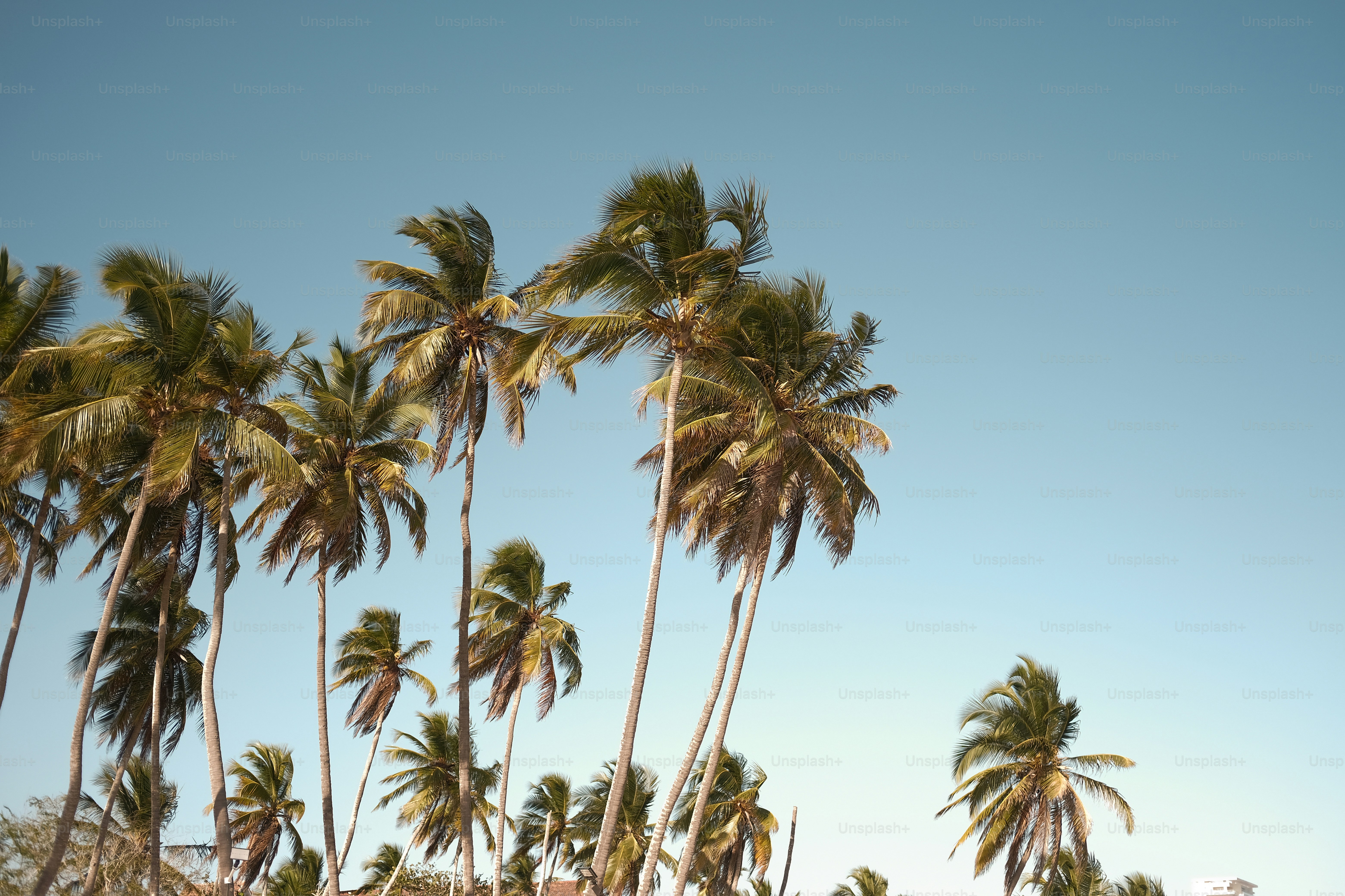a group of palm trees blowing in the wind