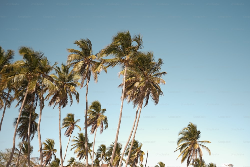 um grupo de palmeiras soprando ao vento