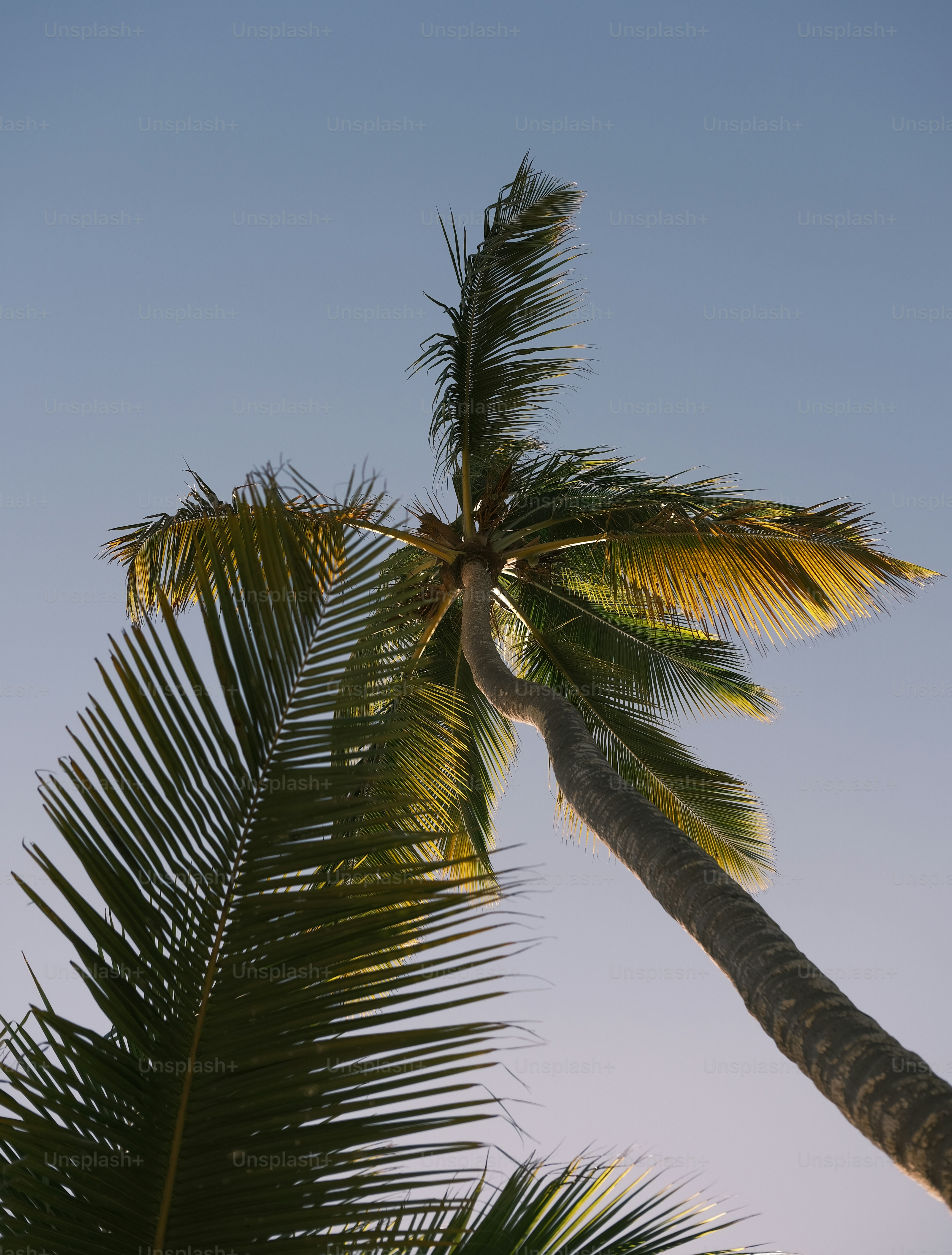 a palm tree with a blue sky in the background
