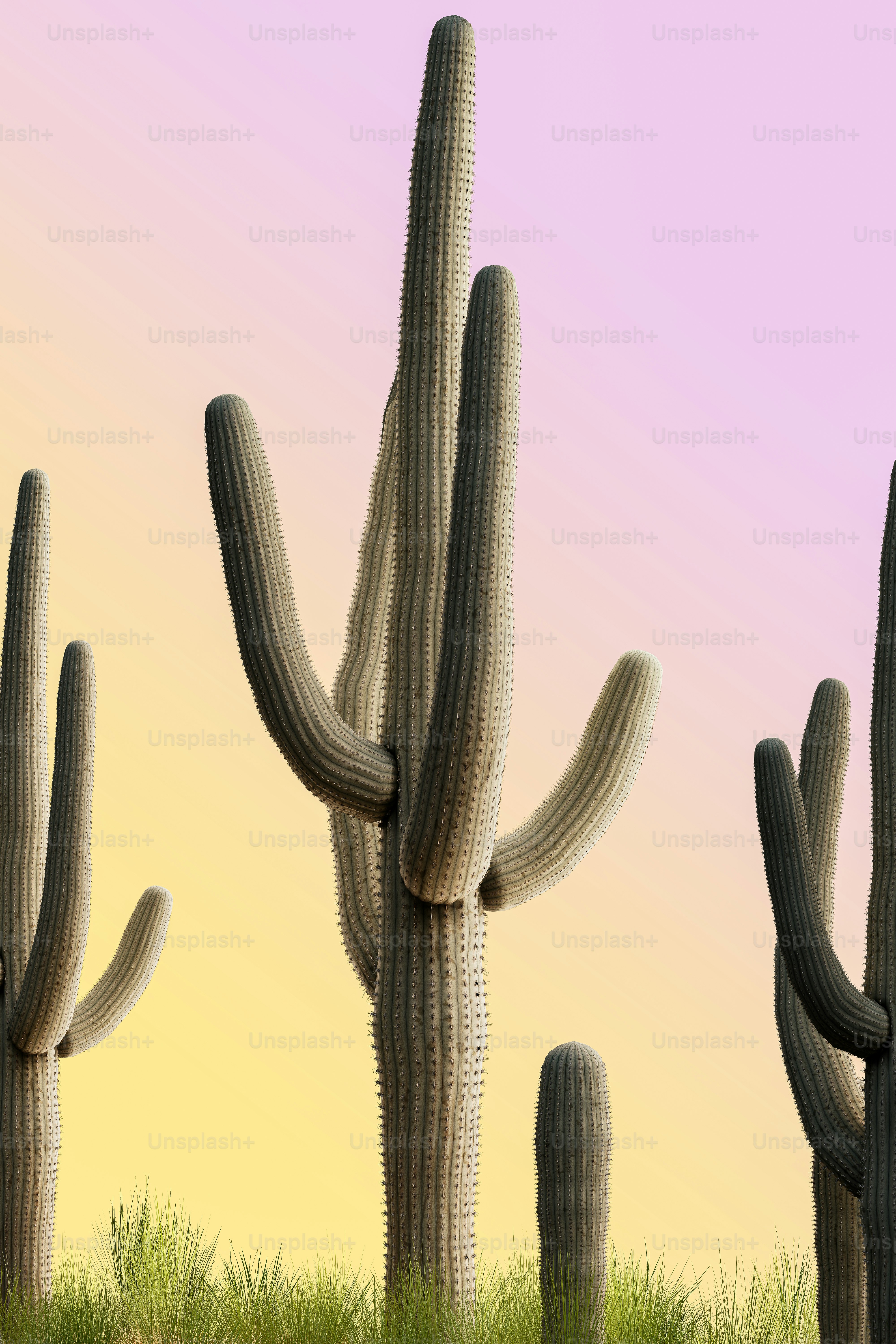 um grupo de plantas de cacto em uma área gramada