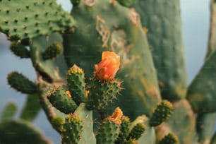 una pequeña flor de naranja en una planta de cactus