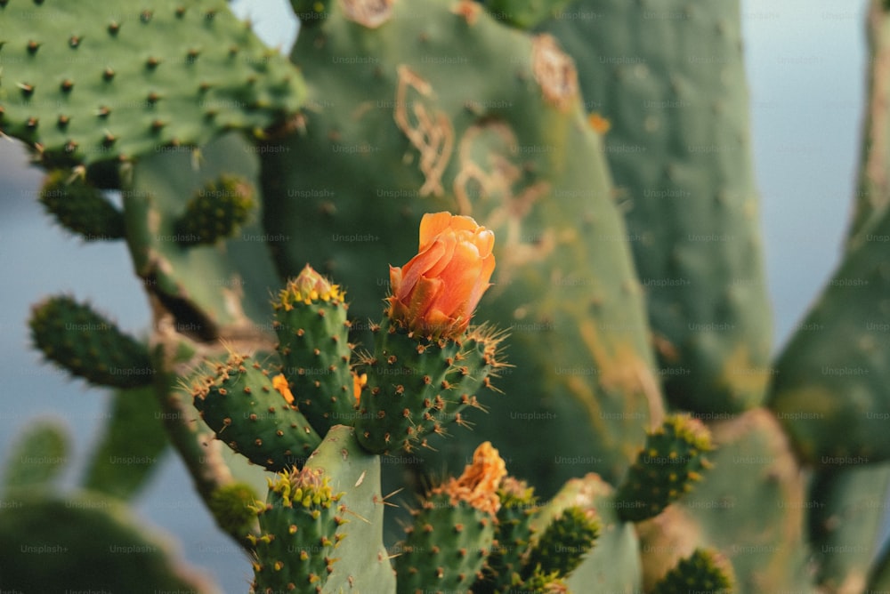 a small orange flower on a cactus plant