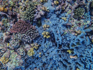 um recife de coral colorido é visto de cima