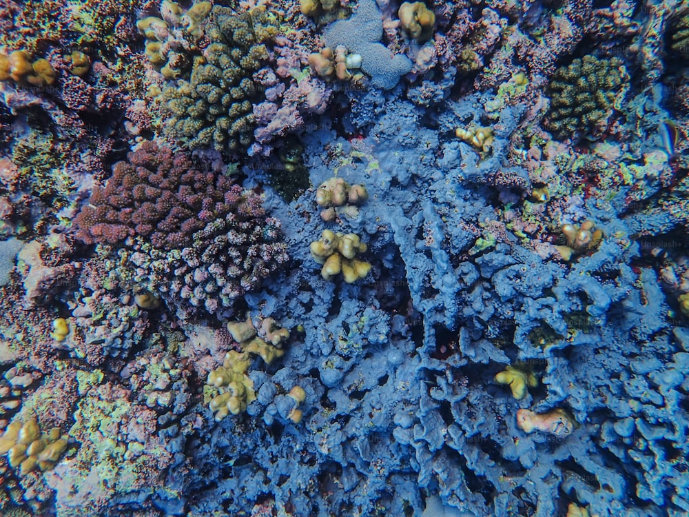 형형색색의 산호초가 위에서 보인다