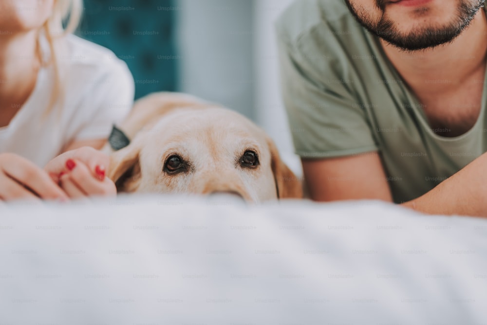 若い愛する夫婦とベッドに横たわる素敵な犬の接写