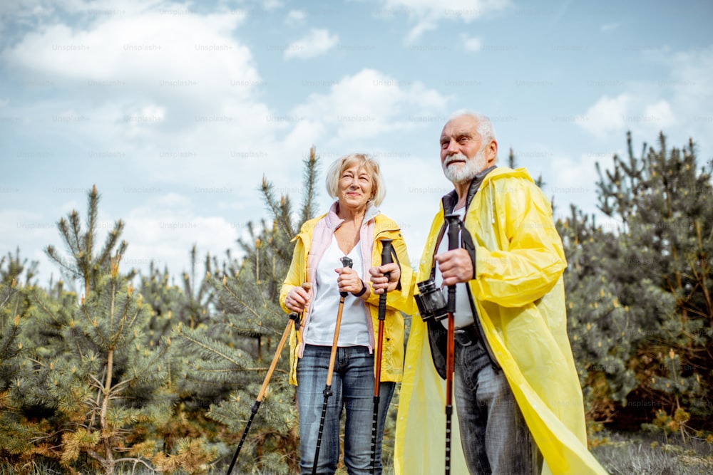 黄色いレインコートを着た幸せな老夫婦が、若い松林でトレッキングスティックを持ってハイキングするポートレート。退職後のアクティブなライフスタイルのコンセプト