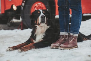 Visiting interesting places. Close up portrait of gentle smart bernese mountain dog laying beside legs of lady with red bus on background