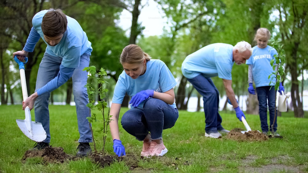 Volunteers planting trees in public park, landscaping, environmental care