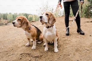 Two cute purebred beagles sitting on sand while chilling with their owner by lake in rural environment