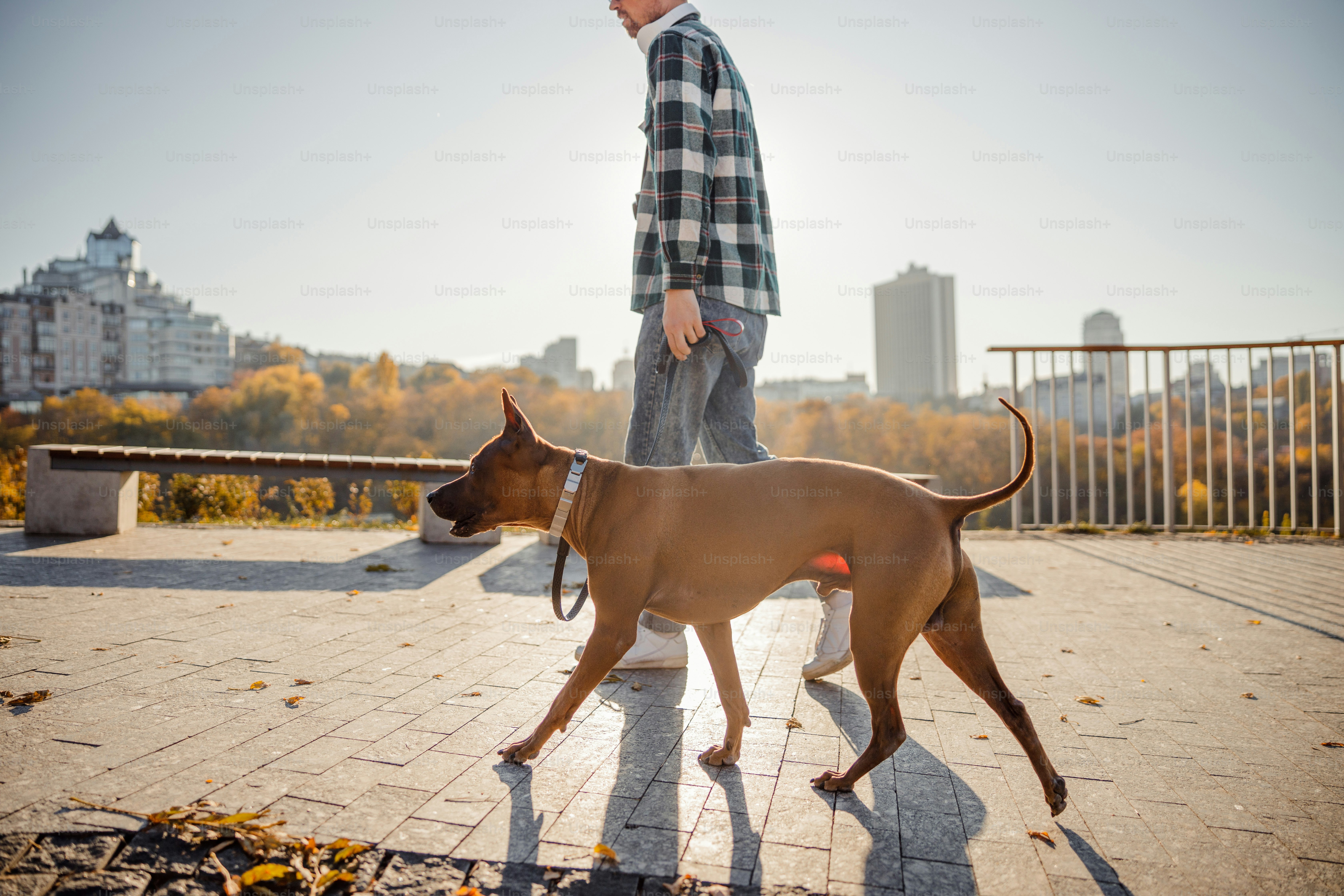 Homme marchant avec un grand et magnifique Thai Ridgeback dans le parc de la ville