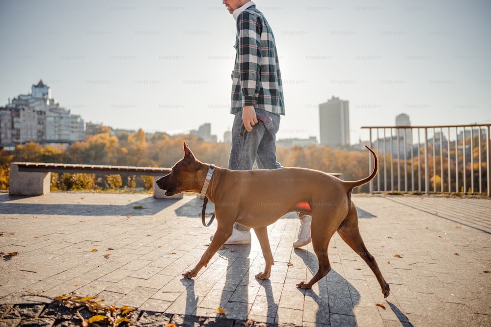 Man walking with a big beautiful Thai Ridgeback in the city park