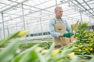 Ritratto a basso angolo di un bel lavoratore maturo che ordina tulipani gialli freschi sulla piantagione di fiori in serra, spazio di copia