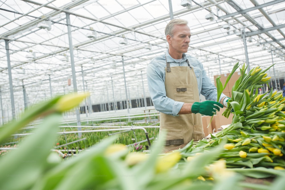 Ritratto a basso angolo di un bel lavoratore maturo che ordina tulipani gialli freschi sulla piantagione di fiori in serra, spazio di copia