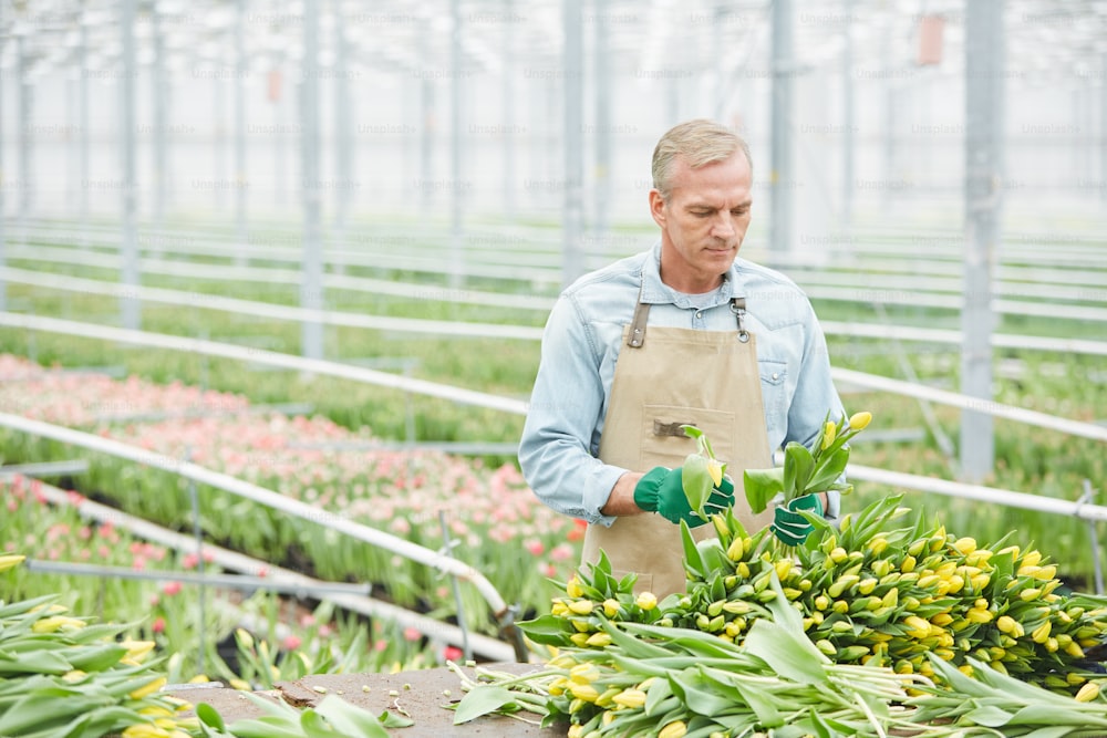 Retrato de cintura para cima de trabalhador maduro bonito separando tulipas frescas em plantação de flores em estufa industrial, espaço de cópia