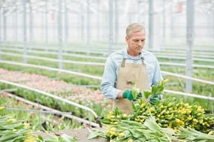 Waist up portrait of handsome mature worker sorting fresh tulips at flower plantation in industrial greenhouse, copy space