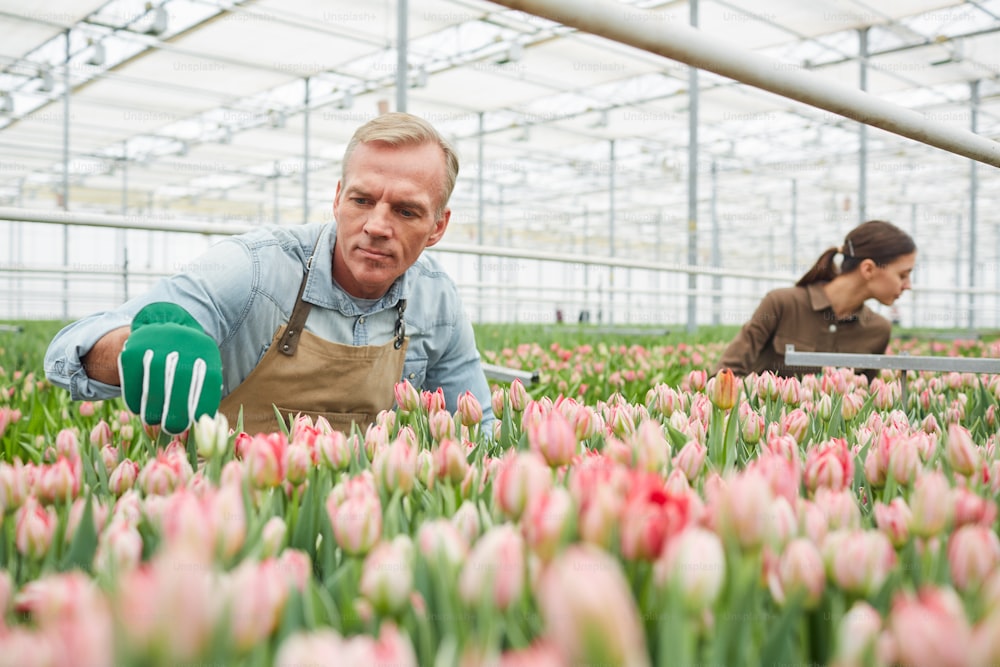 Retrato de un apuesto hombre maduro cuidando flores en la plantación de tulipanes en invernadero, espacio de copia