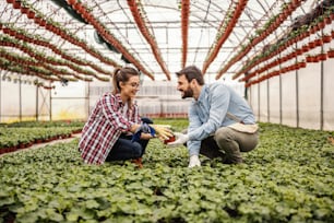 Two botanists crouching in greenhouse and taking care of saplings.