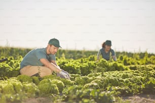 Ritratto di due persone che raccolgono il raccolto mentre lavorano in una piantagione di ortaggi all'aperto illuminata dalla luce del sole, spazio di copia