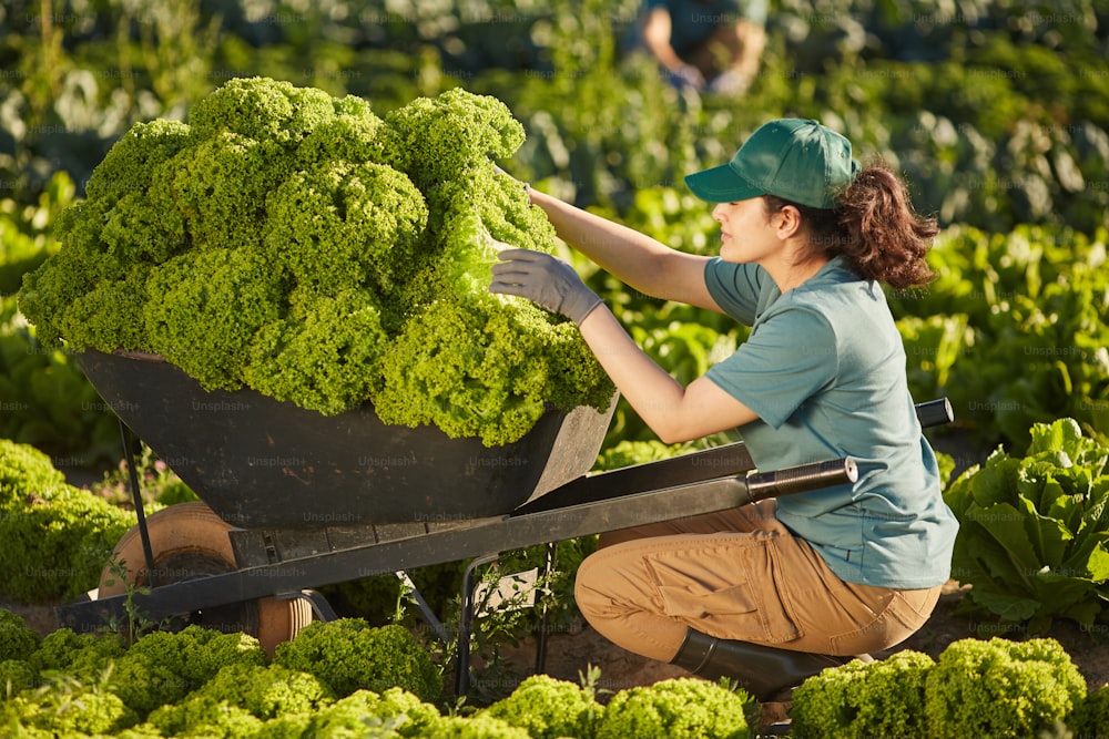 Retrato da vista lateral da trabalhadora que carrega a colheita no carrinho na plantação de vegetais ao ar livre iluminada pela luz do sol