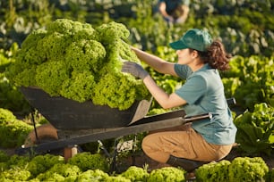 Side view portrait of female worker loading harvest in cart at vegetable plantation outdoors lit by sunlight