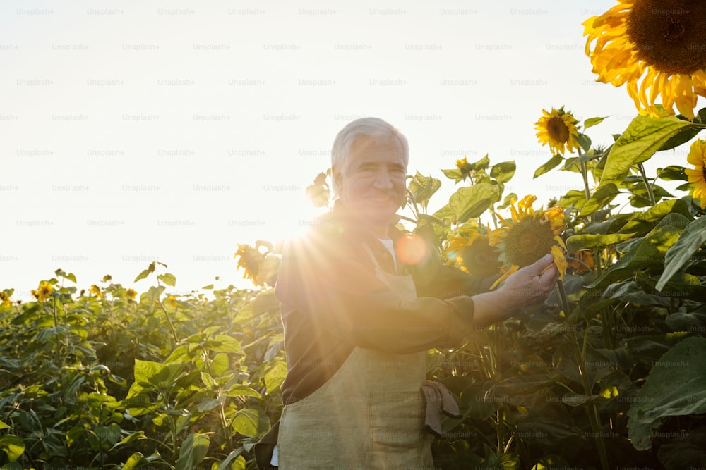 Cheerful senior male farmer in workwear looking at you while choosing one of ripe large sunflowers in front of camera in rural environment
