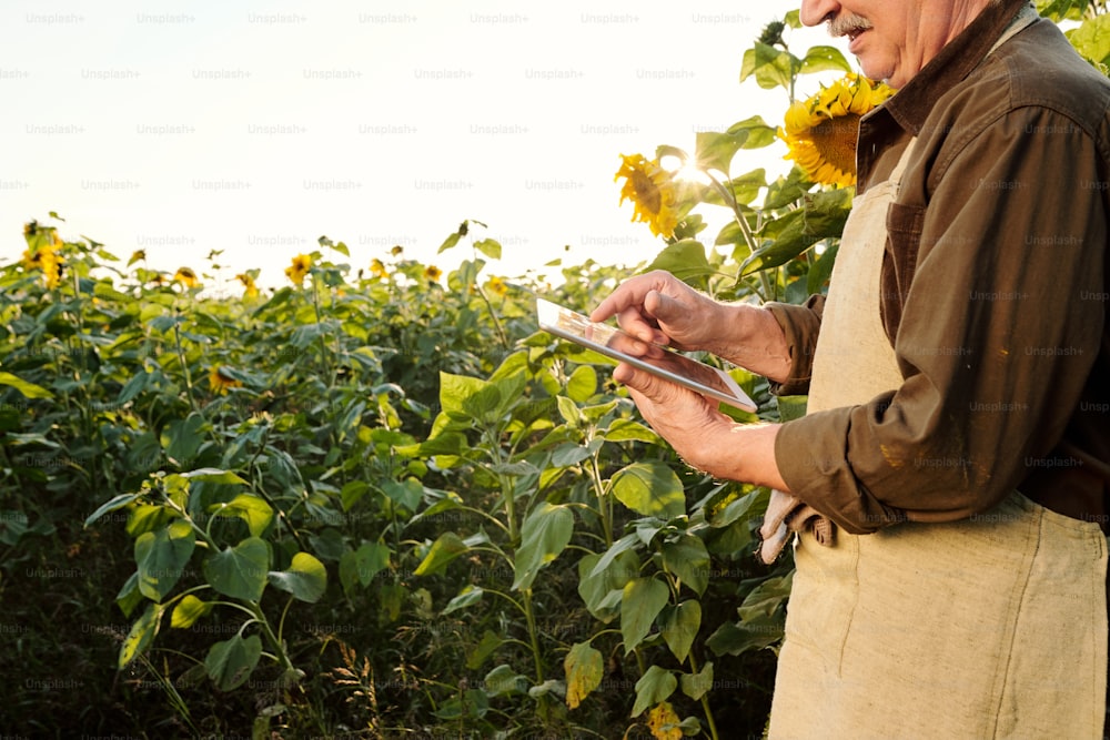 Contemporary senior male farmer in apron and brown shirt using digital tablet while standing among ripe sunflowers in front of camera