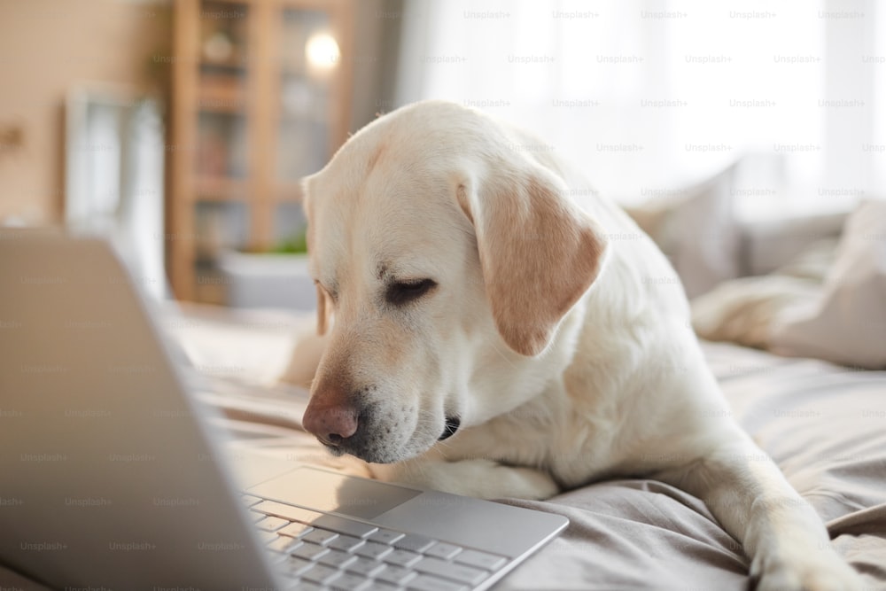Warm toned portrait of white Labrador dog using laptop while lying on bed in cozy home interior lit by sunlight, copy space