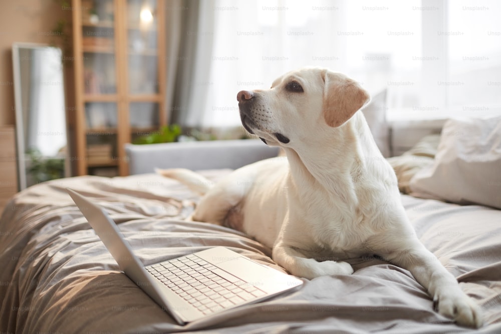 Portrait aux tons chauds d’un chien Labrador blanc allongé sur le lit avec un ordinateur portable dans un intérieur confortable éclairé par la lumière du soleil, espace de copie