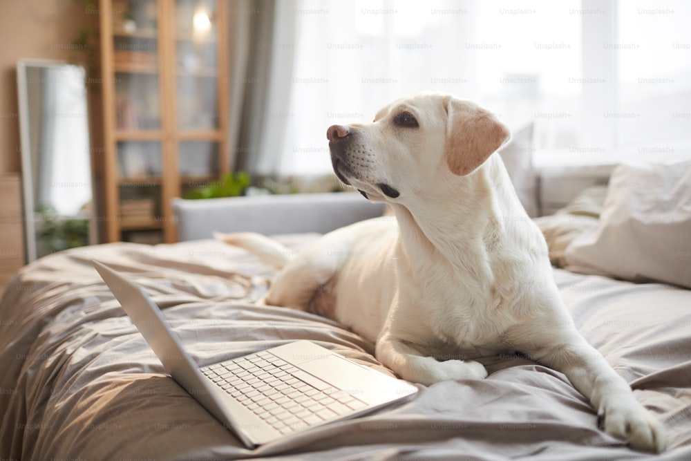 Warm toned portrait of white Labrador dog lying on bed with laptop in cozy home interior lit by sunlight, copy space