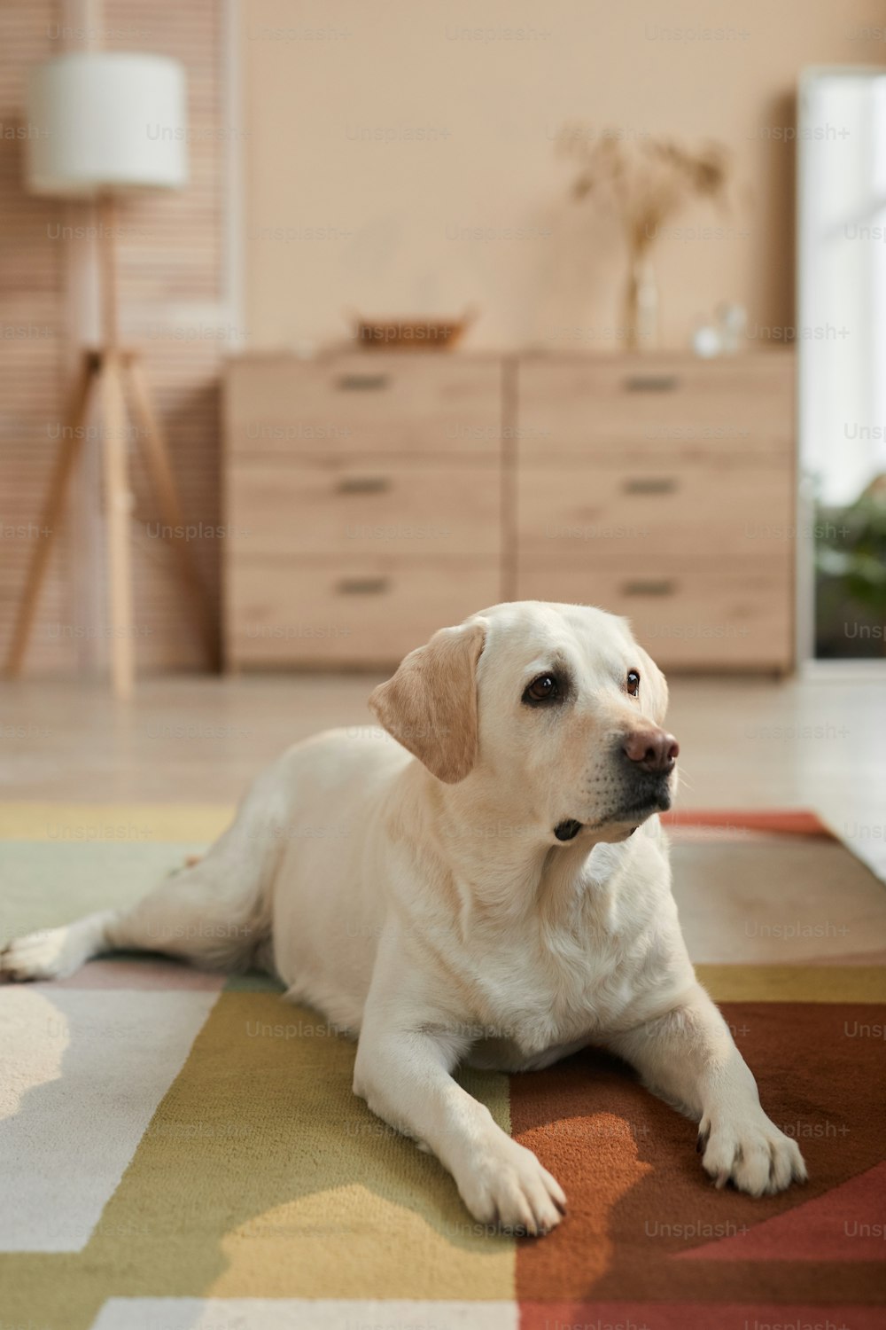 Portrait vertical aux tons chauds d’un chien Labrador blanc allongé sur un tapis dans un intérieur confortable éclairé par la lumière du soleil, espace de copie