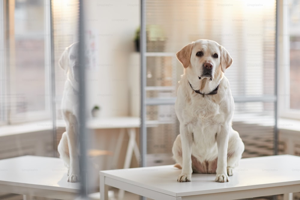 日光に照らされた獣医クリニックの診察台に座っている白いラブラドール犬の全長のポートレート、コピー用スペース