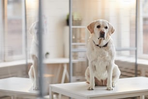 Retrato de cuerpo entero del perro labrador blanco sentado en la mesa de examen en la clínica veterinaria iluminada por la luz solar, espacio de copia