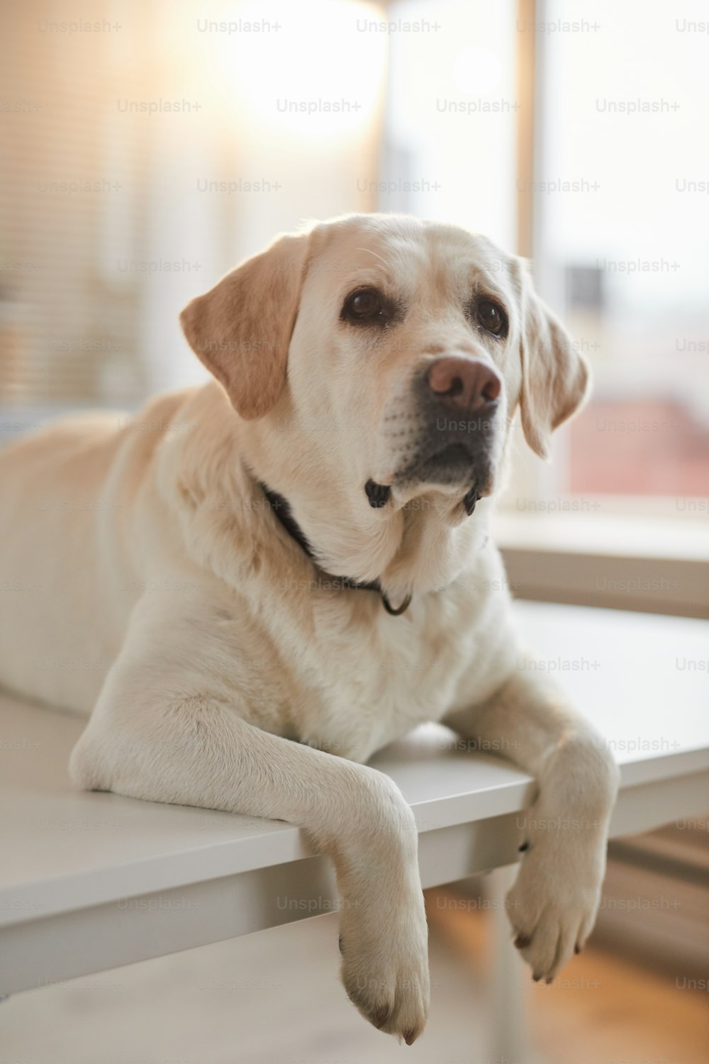 Vertical portrait of white Labrador dog lying on examination table at vet clinic lit by sunlight