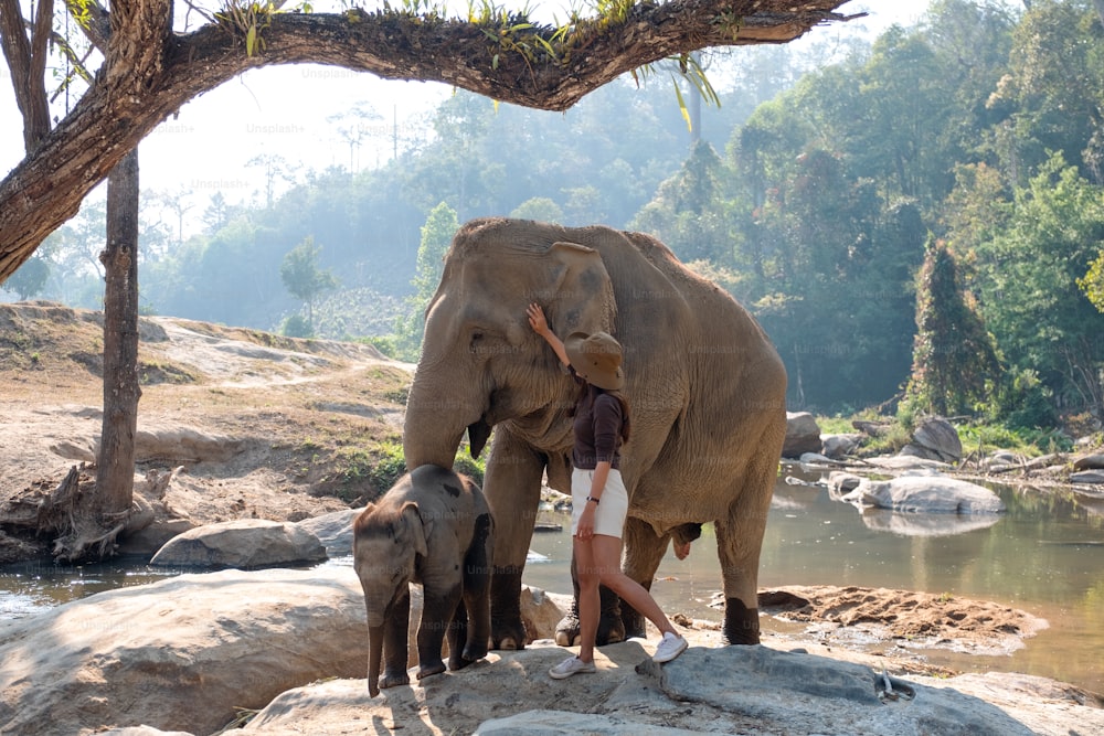 A female traveler with the mother and baby elephants in the forest