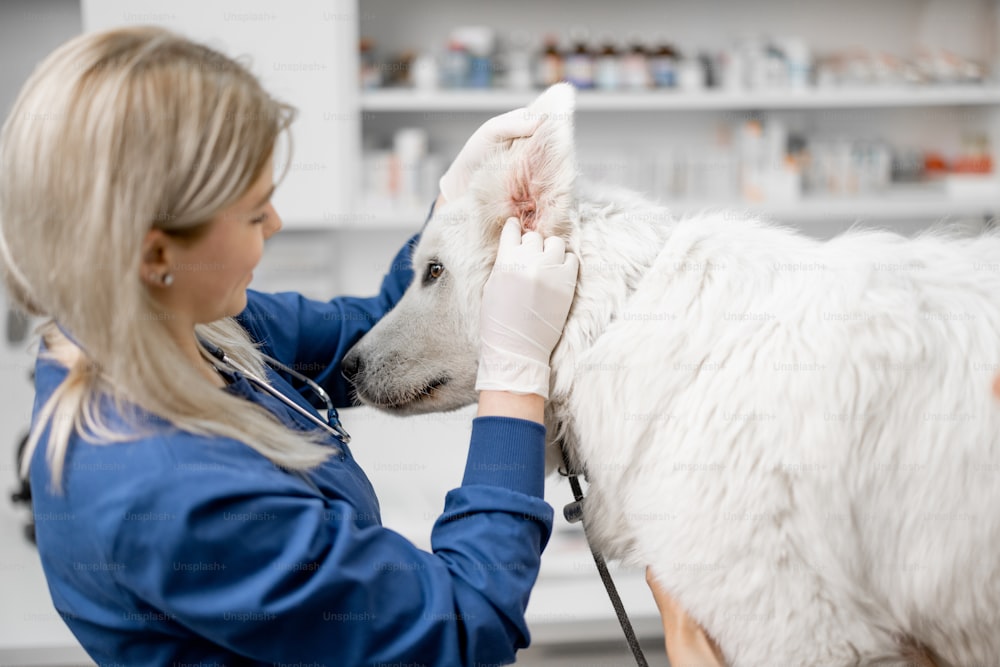 Ärztin macht eine Inspektion der Ohren des großen weißen Hundes in der Tierklinik mit. Haustierpflege und Untersuchung. Besuch beim Tierarzt. Reinigungsverfahren.